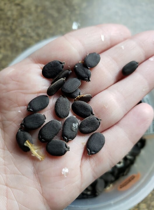 Luffa seeds