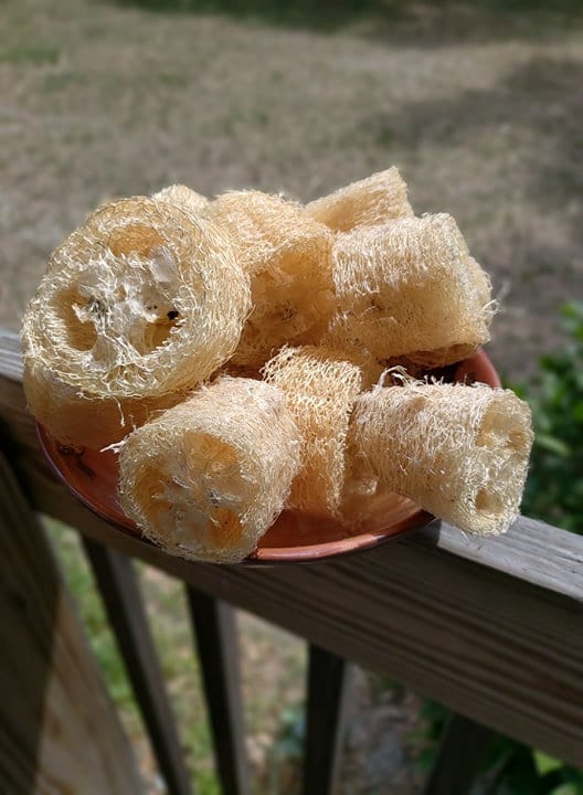 Luffa seeds