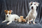 All Natural Lemongrass Dog Shampoo bar