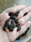Luffa seeds